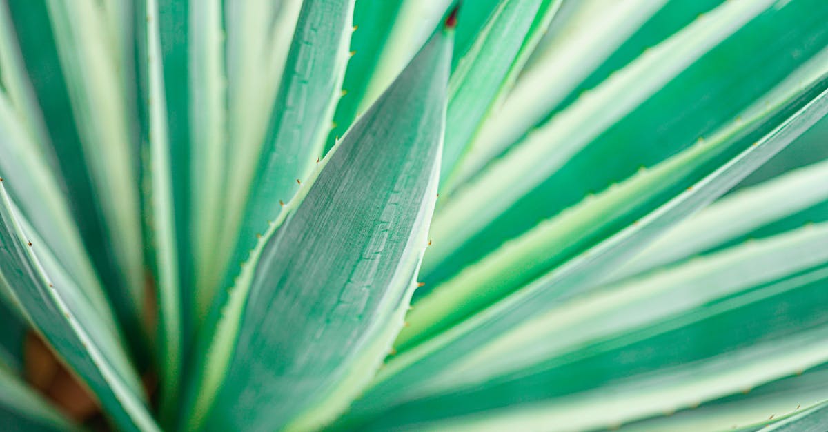 10 day quarantine when Leaving California [closed] - Closeup of long vivid thick leaf blade of pot plant with white edges in sunlight