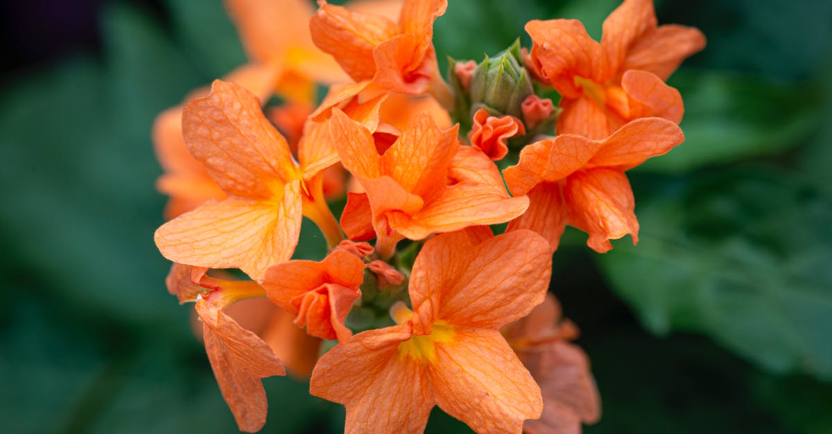 10 day quarantine when Leaving California [closed] - Blossoming flower with orange petals