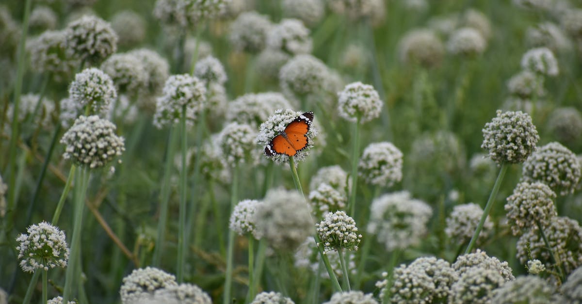 2 days in Orlando region -- nature and wildlife? - Wild butterfly sitting on flower in garden