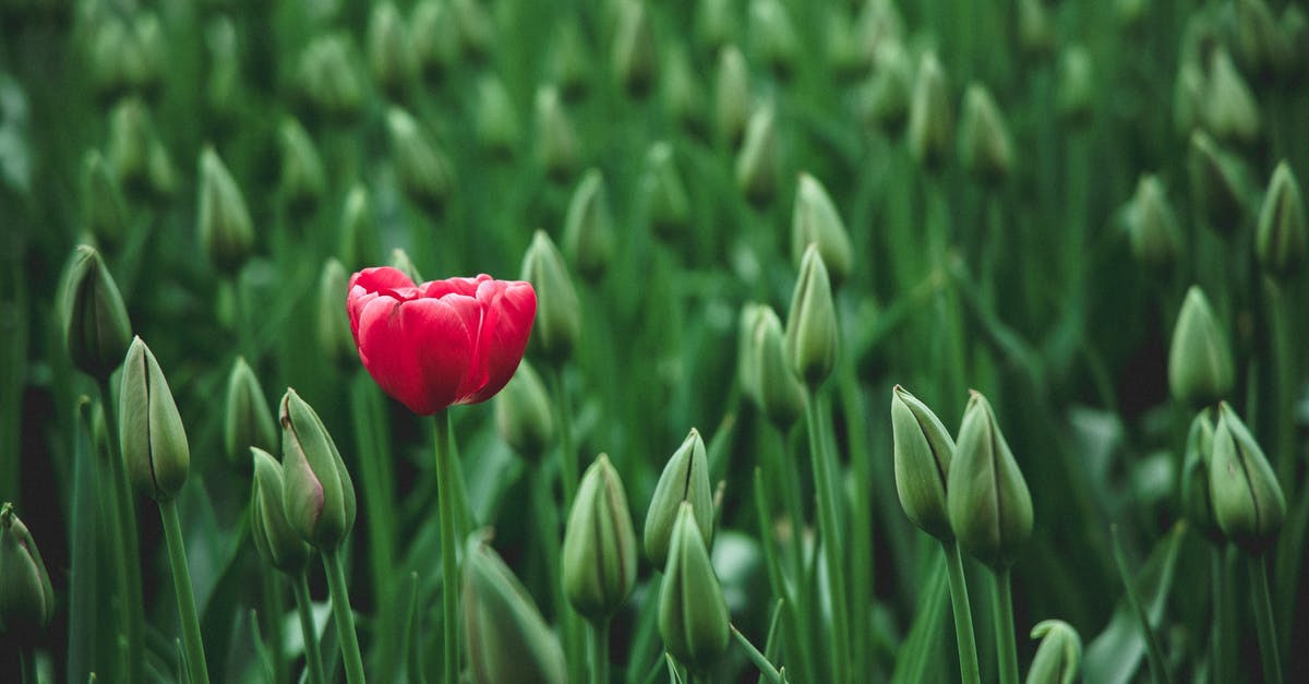 2 different passports with different surnames - selective focus photo of a red tulip flower