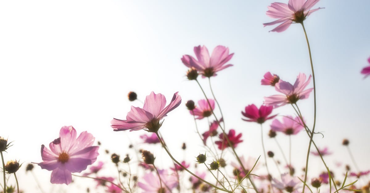 3-4 days in Korea [closed] - Pink Flower Field