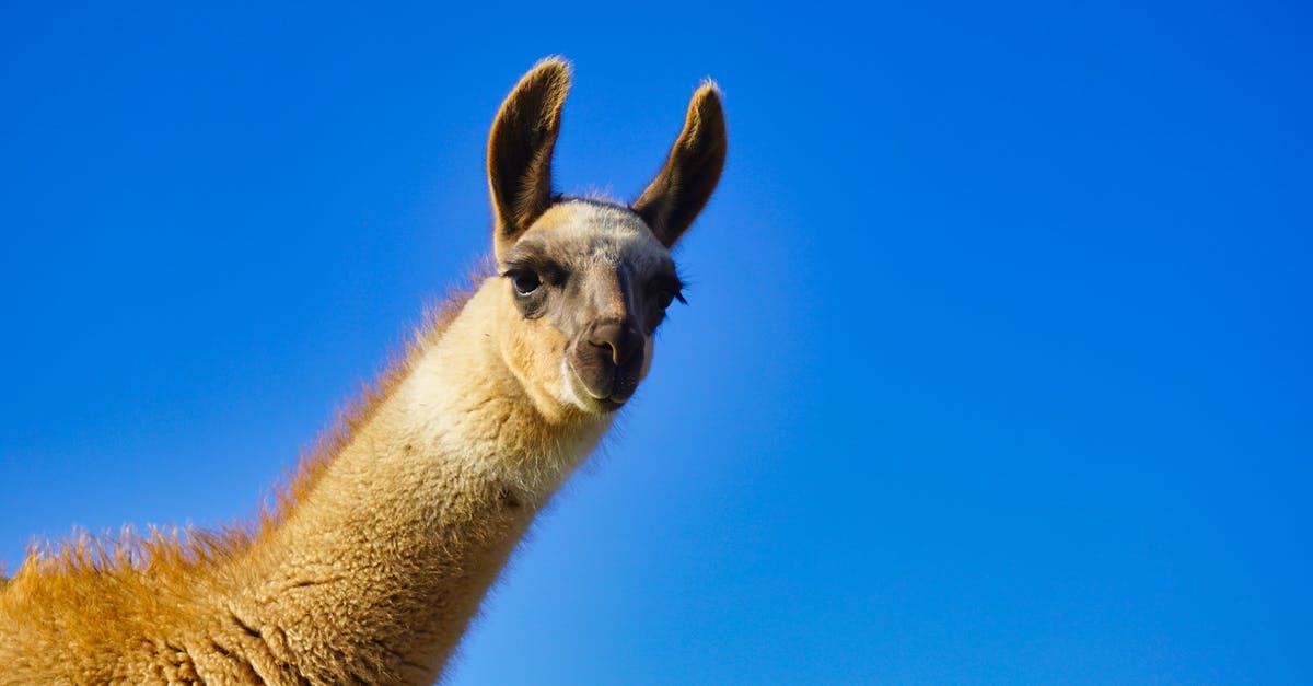 50 Minute Domestic Delta Layover in LAX - Brown and White Giraffe Under Blue Sky