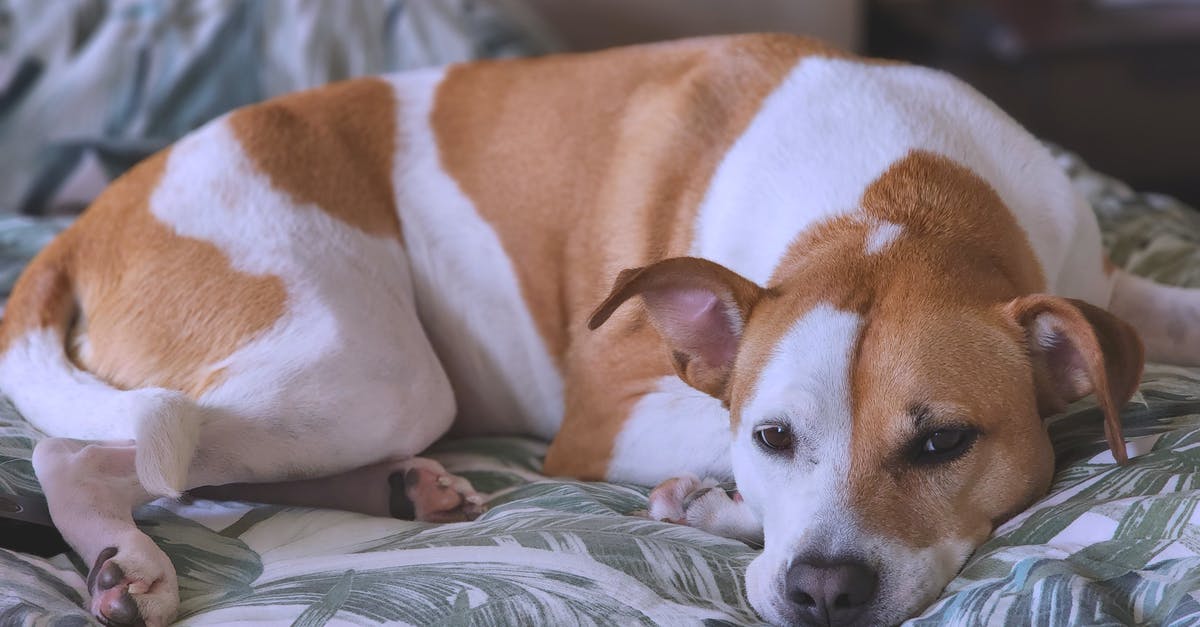 50 Minute Domestic Delta Layover in LAX - Brown and White Dog Lying on the Bed