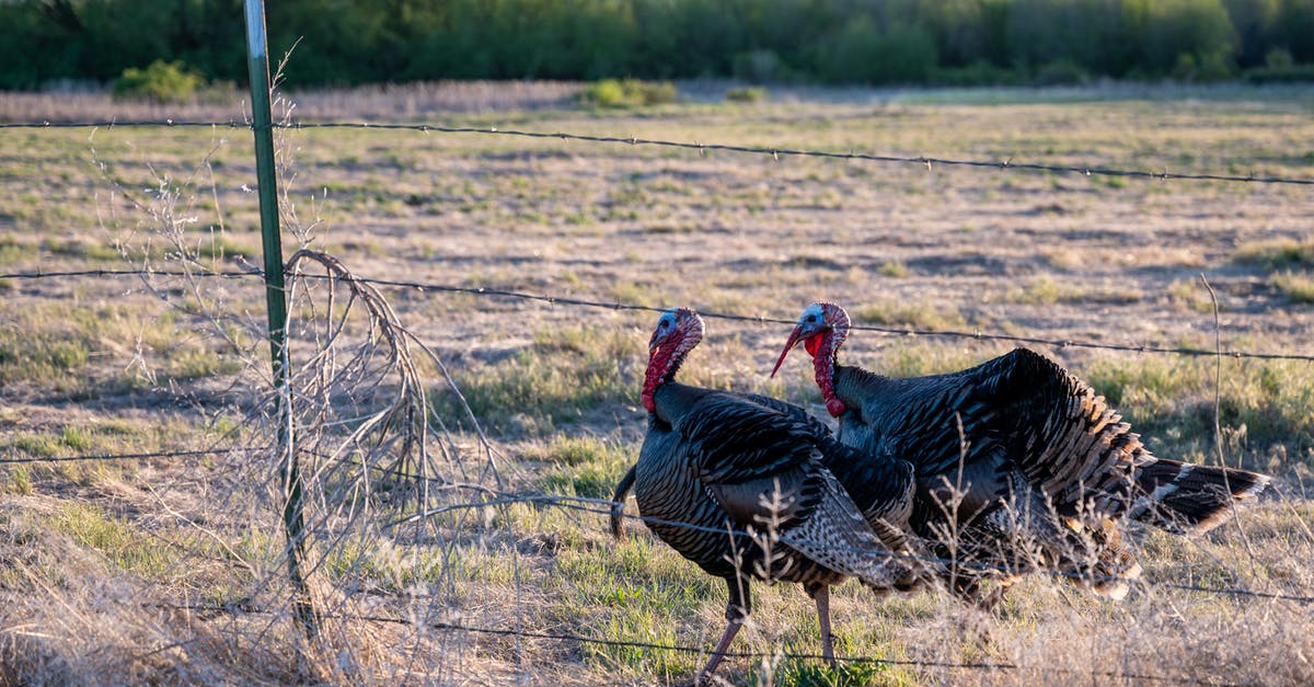 50$ per day requirement for entry into Turkey - Two turkeys walking in paddock