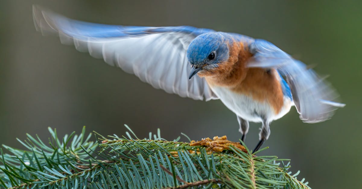 6 AM flight from Marseille to Paris - Colorful male specie of eastern bluebird starting flight