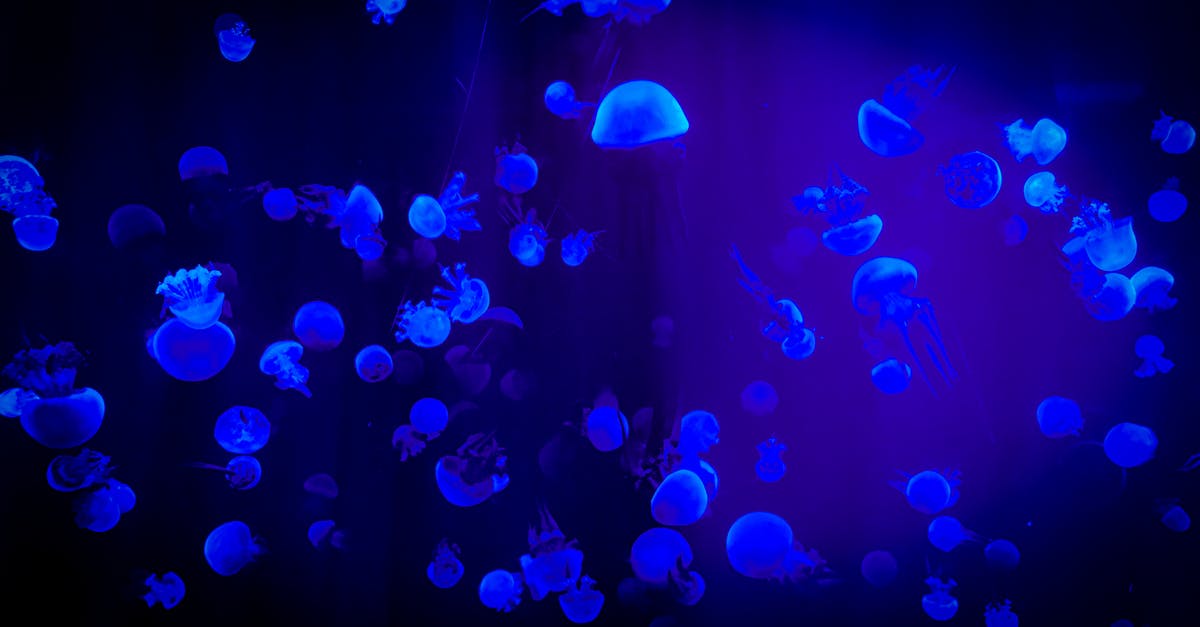 72h China transit visa: Which airlines offer interlining in Beijing? - Jelly Fish With Reflection Of Blue Light