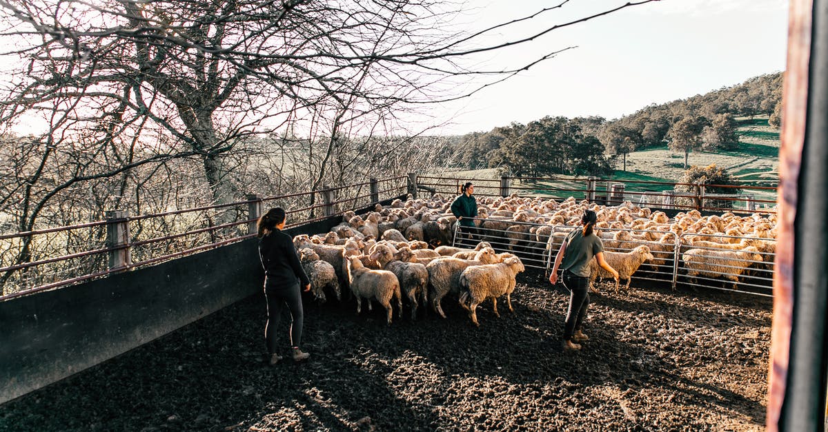 A question about work life in Japan [closed] - Faceless farmers walking sheep in enclosure in farmland