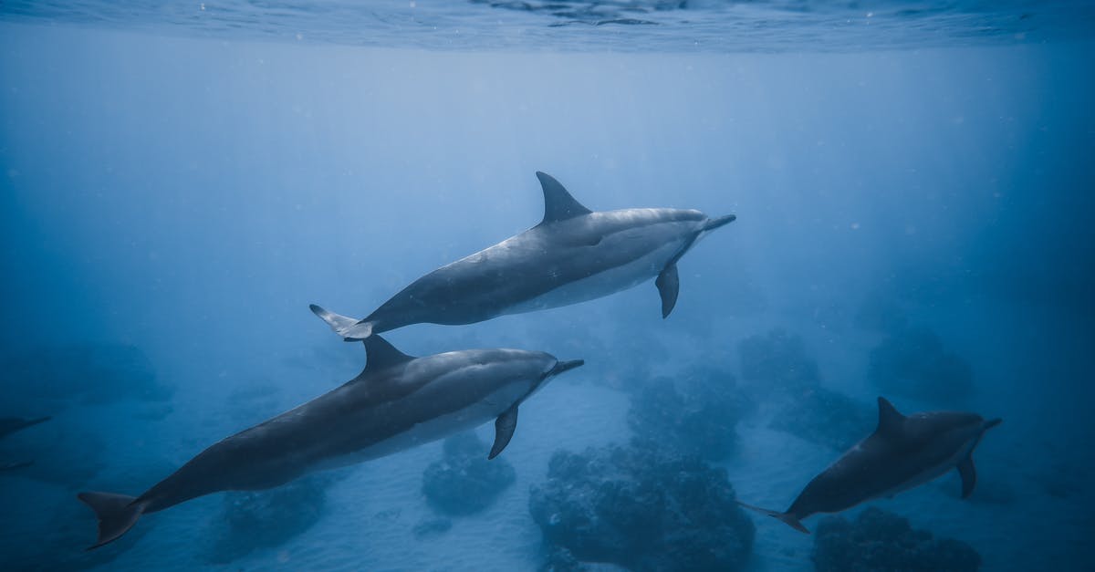 A visa to visit the island that switches countries every six months? - Swimming dolphins near coral reef