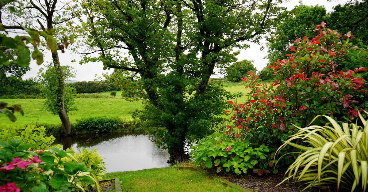 About to re-enter the UK - Green Leaf Plant Beside River