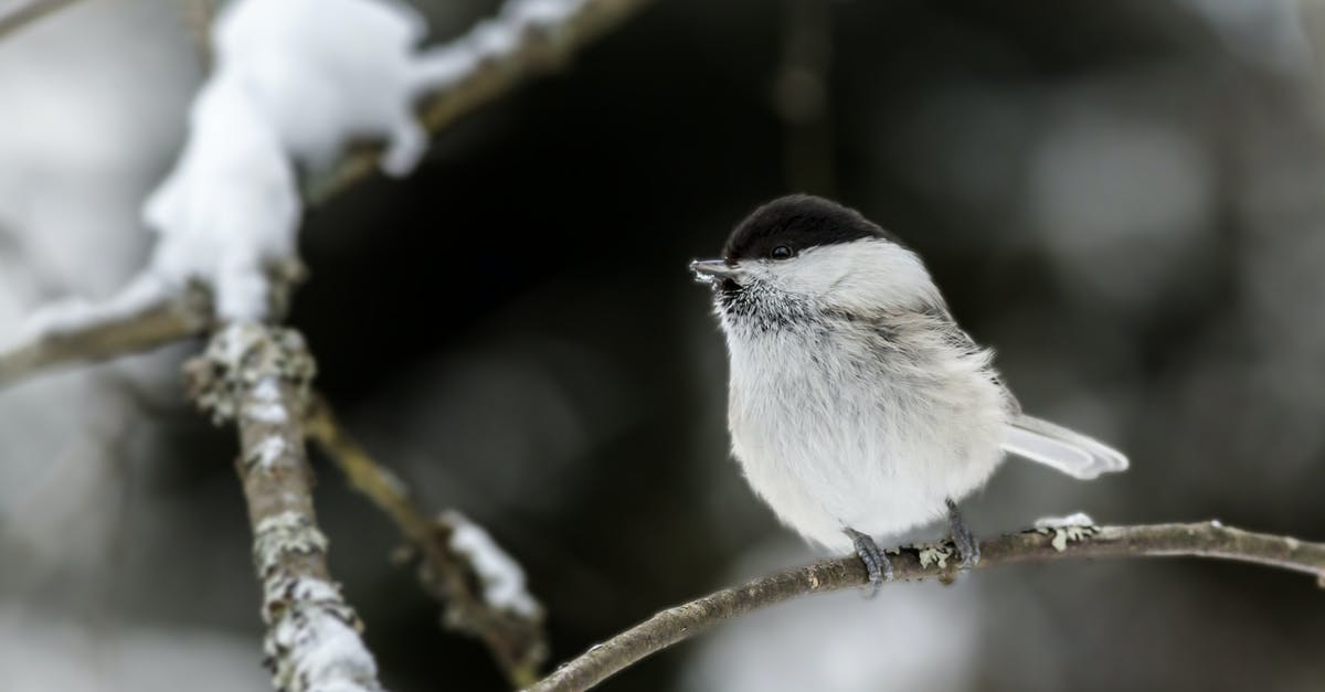 Access to Selfoss and Dettifoss in winter season - White and Black Bird on Brown Tree Branch