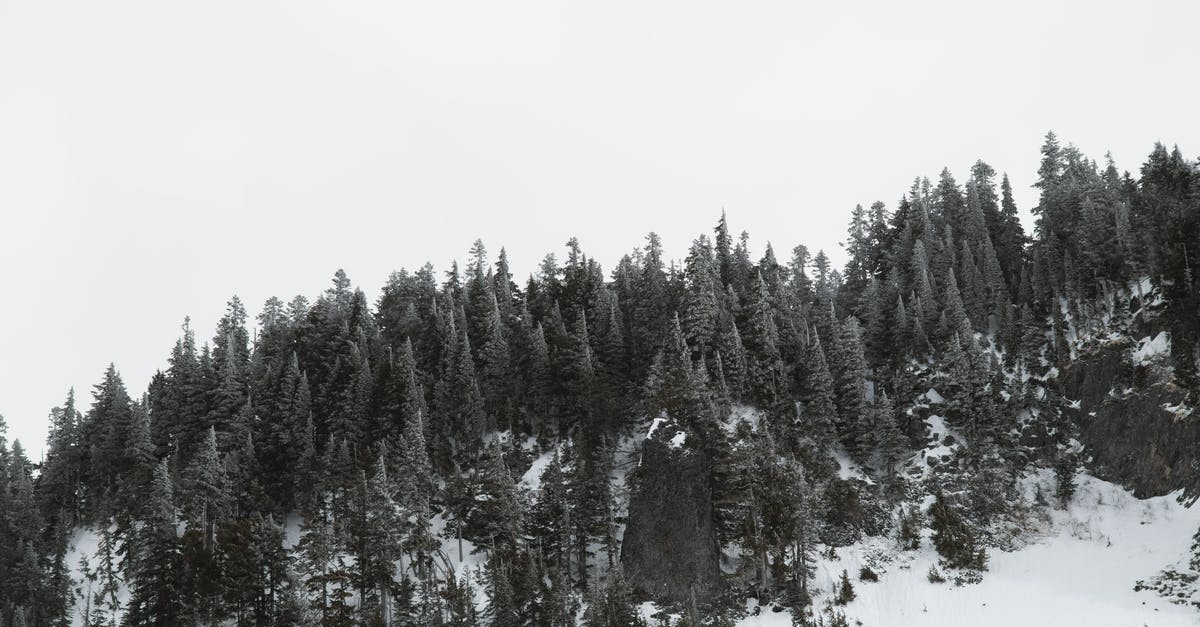 Access to Selfoss and Dettifoss in winter season - Green Pine Trees Covered With Snow