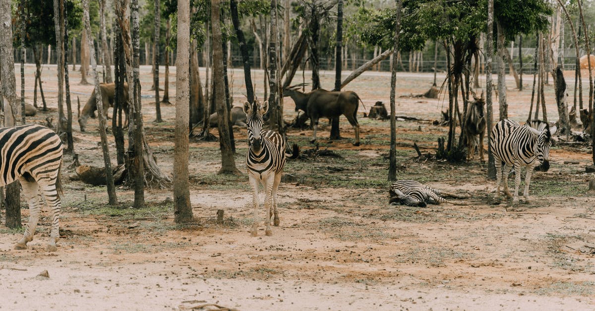 African passport+EU national ID [duplicate] - Zebras and antelopes walking in savanna