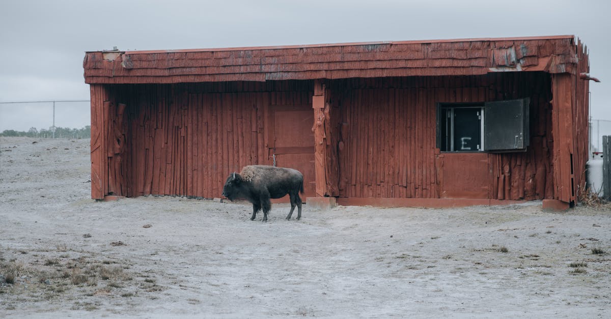 African passport+EU national ID [duplicate] - Lonely wild African bison standing near shabby structure while grazing in enclosure with fence against cloudless sky in overcast weather