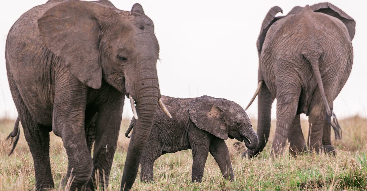 African passport+EU national ID [duplicate] - Elephants grazing in savanna with baby