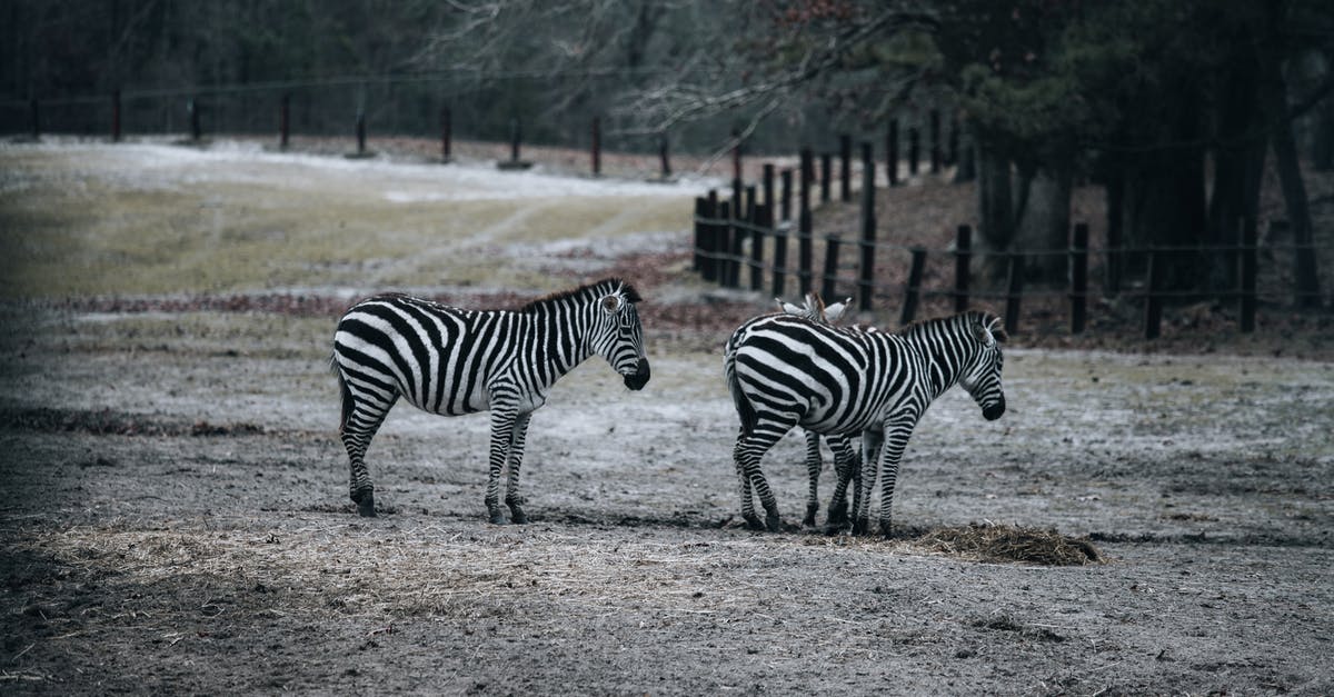 African passport+EU national ID [duplicate] - Zebras grazing in pasture in reserve