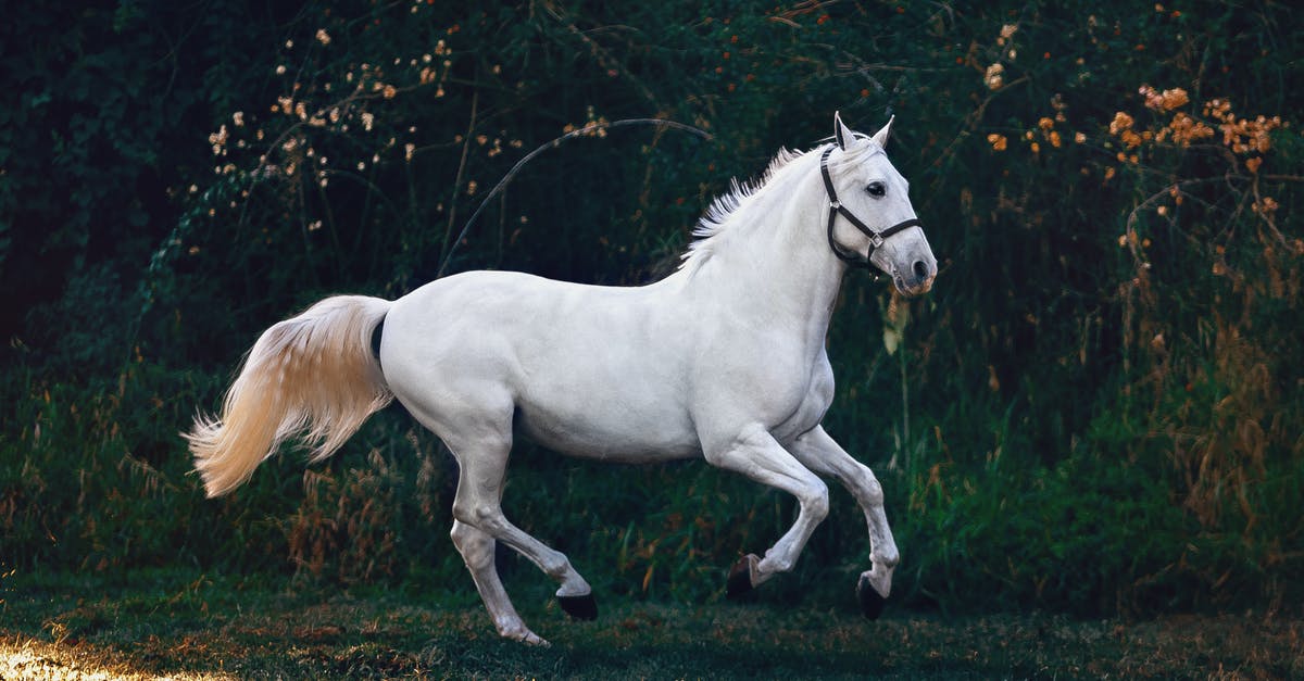 After moving out of California [closed] - White Horse on Green Grass