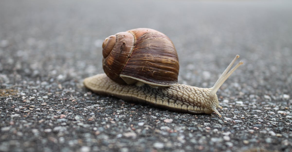 After moving out of California [closed] - Close-up of Snail on Ground