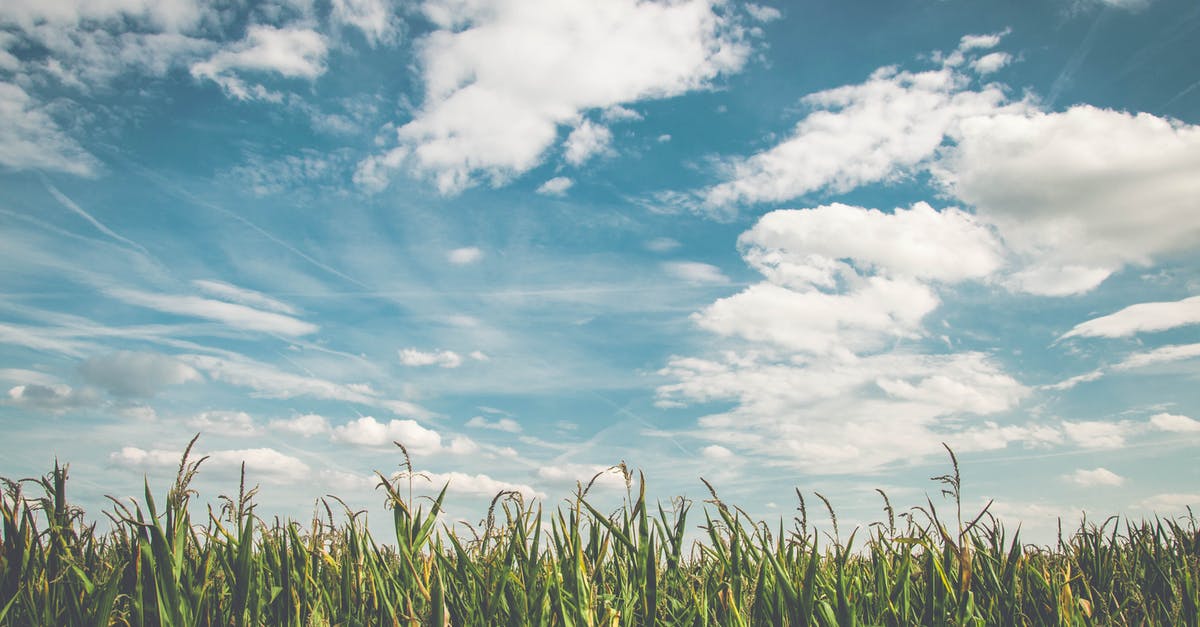 Air Transit in Bucharest question - Corn Fields Under White Clouds With Blue Sky during Daytime