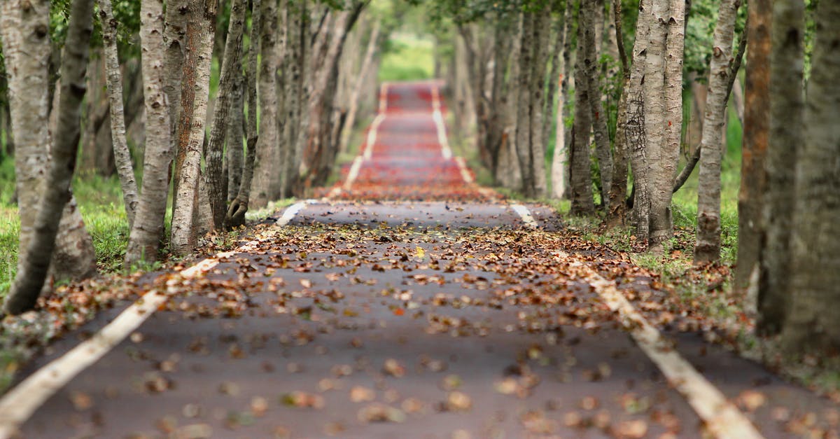 Airbnb-like sites for long term stay - Empty Road Between Trees