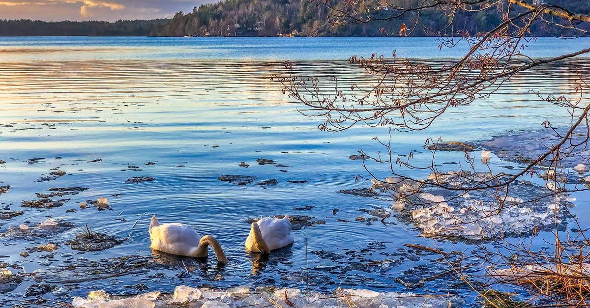 Airports near Stockholm - Ducks On Body Water