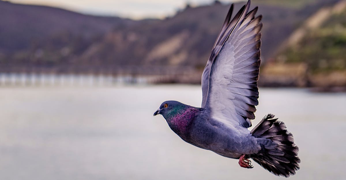 Alitalia changed flight made our travel impossible [closed] - Close-up Photography of Flying Pigeon