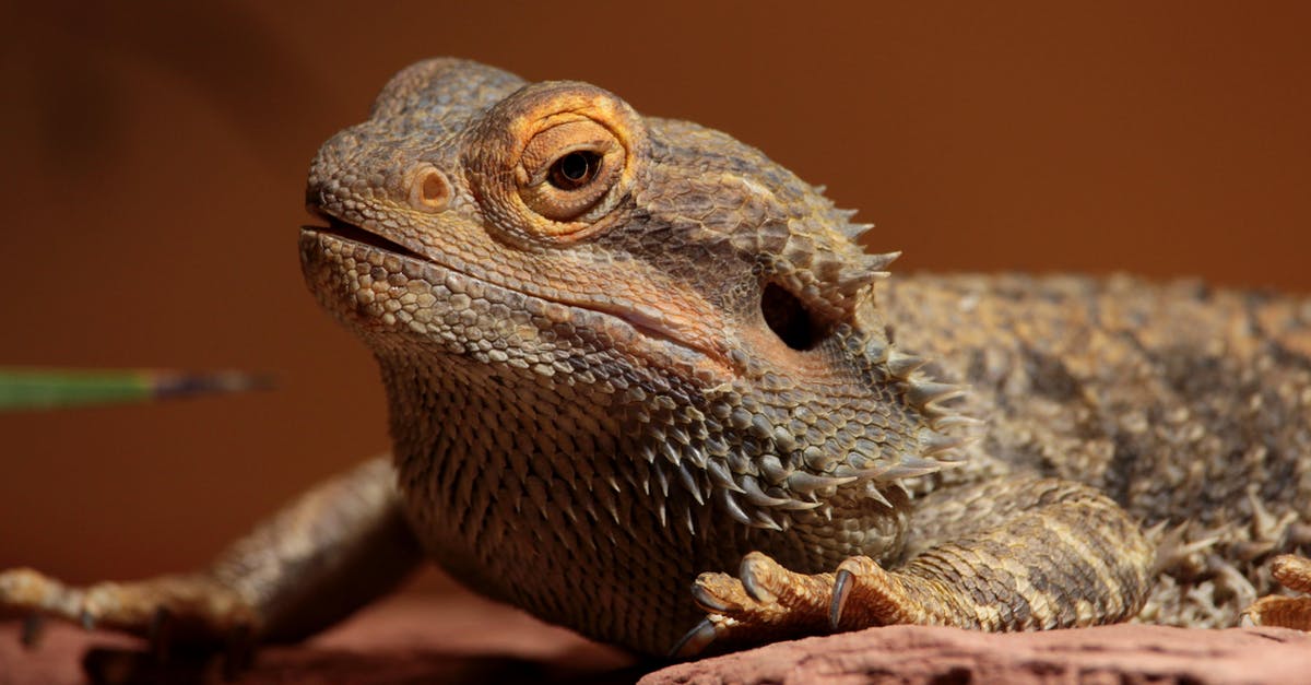 Am I likely to see a snake on a desert safari or in a souk in Dubai? - Bearded dragon on brown background
