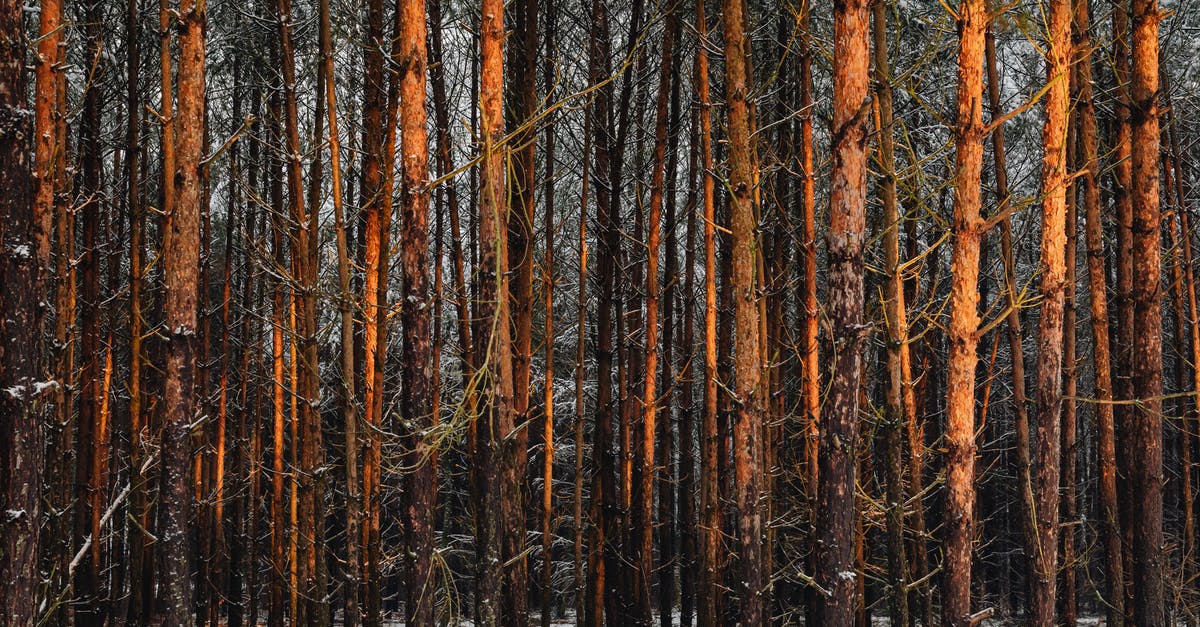 Amazon forest in Colombia [closed] - Close-Up Shot of Trees