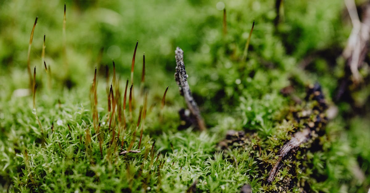 Amazon forest in Colombia [closed] - Green Grass With Water Droplets