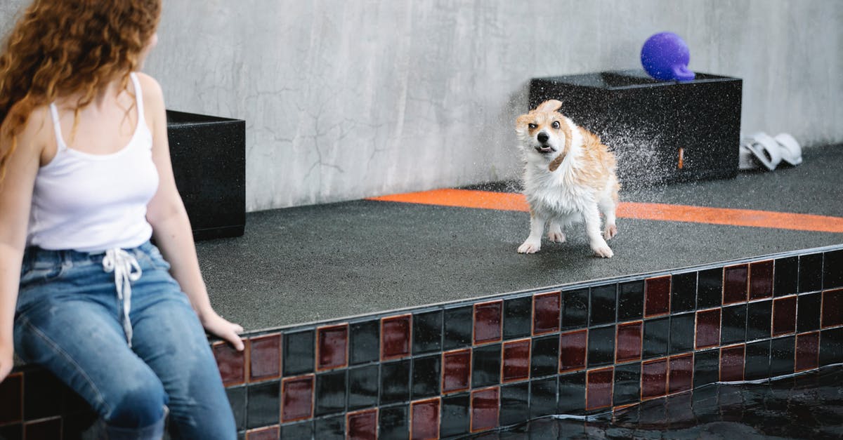 Amsterdam to Paris but drop off at Brussels with Thalys - Unrecognizable woman against wet dog on poolside