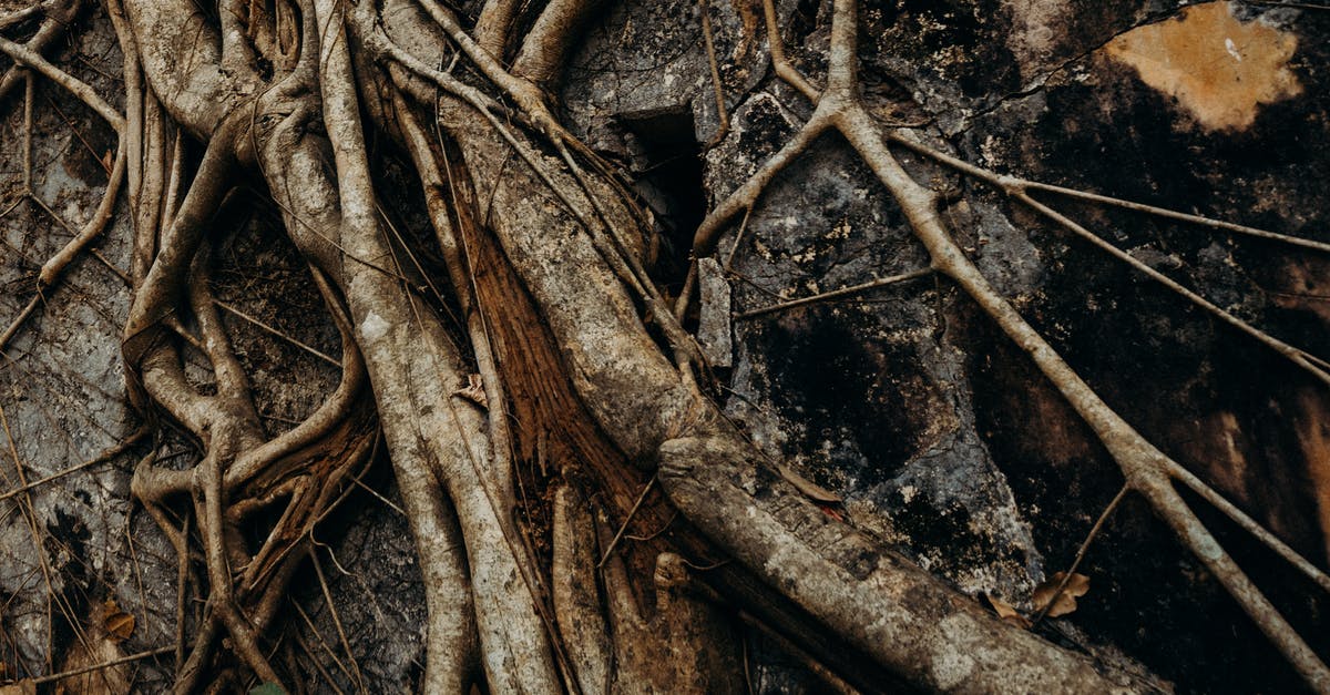 Andaman Nature Trails - India [closed] - Brown Tree Branch on Brown Wooden Surface