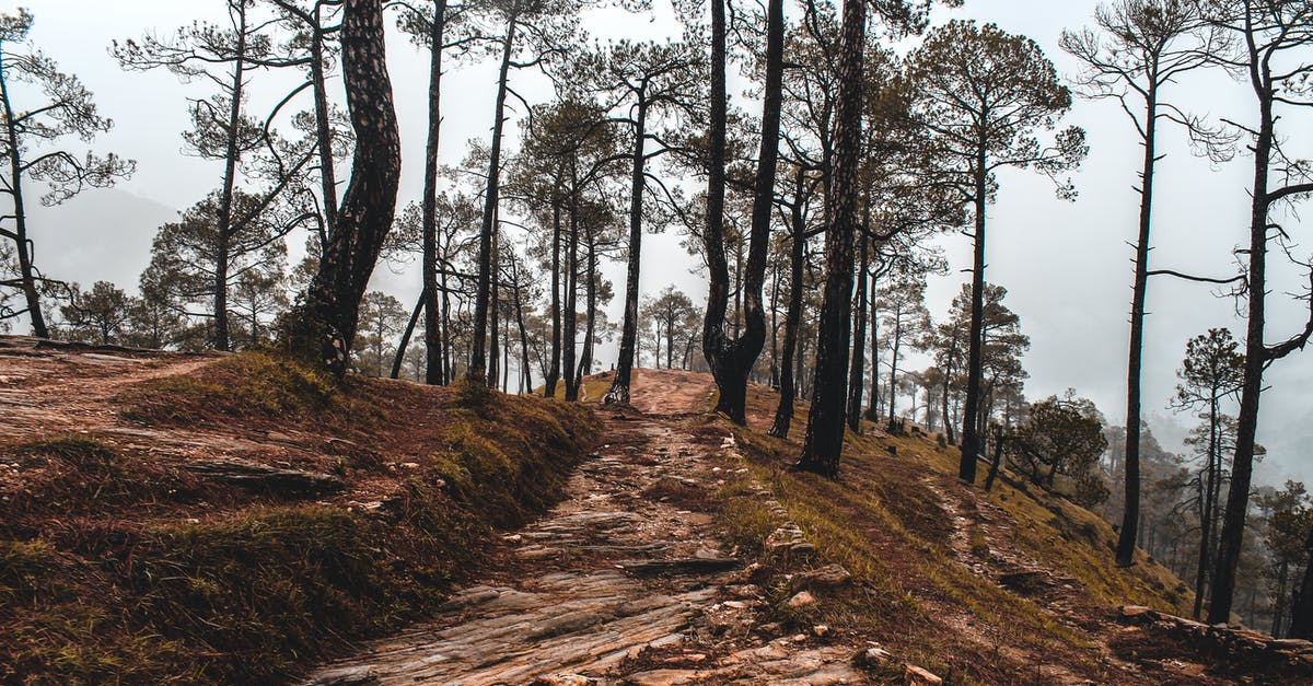 Andaman Nature Trails - India [closed] - Pathway Between Trees 