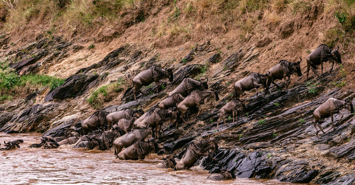 Another scenic pass, near the Stelvio pass - Confusion of strong wildebeests crossing muddy deep river in wild nature in Africa