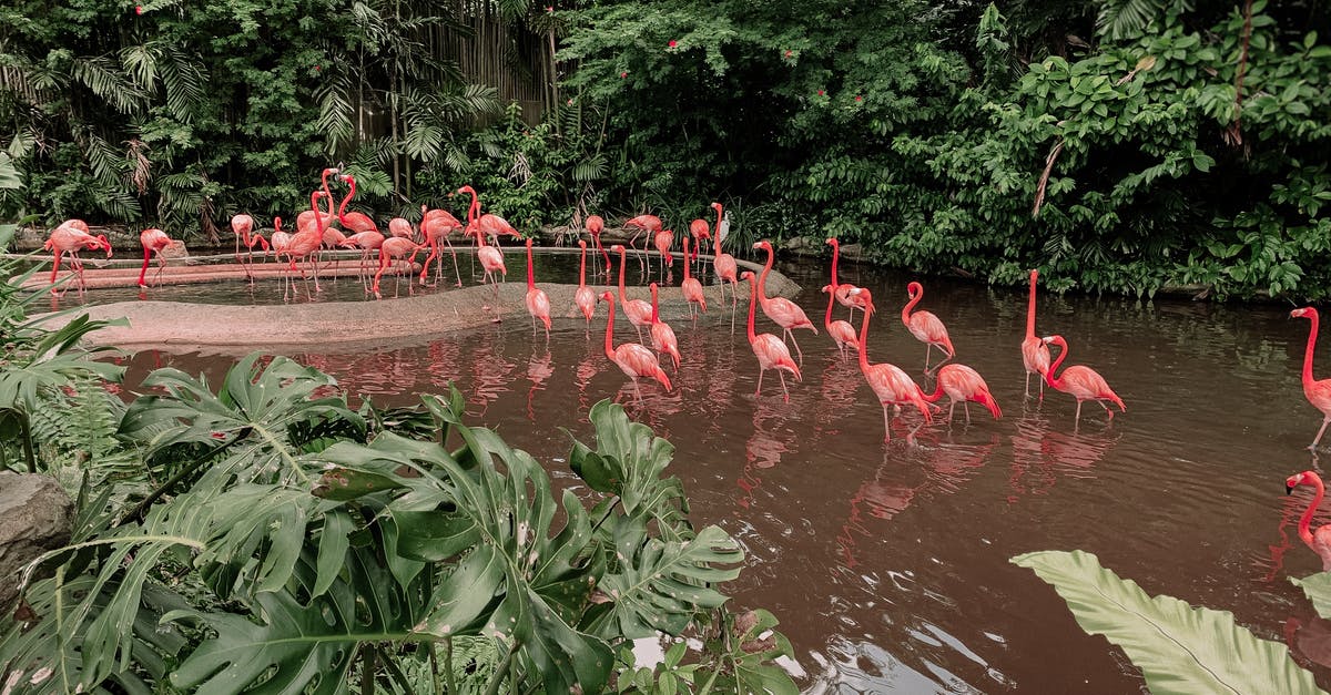 Apart from these countries, is there any other one where you can see the auroras and at the same time go to a tropical forest in their territory? - From above of pink flamingos standing in water of pond near green tropical plants and dense greenery
