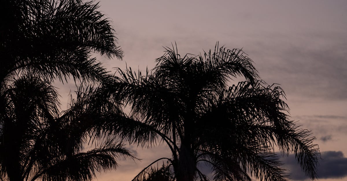 Applying for a visa from outside country of origin - Palm tree growing in evening sky