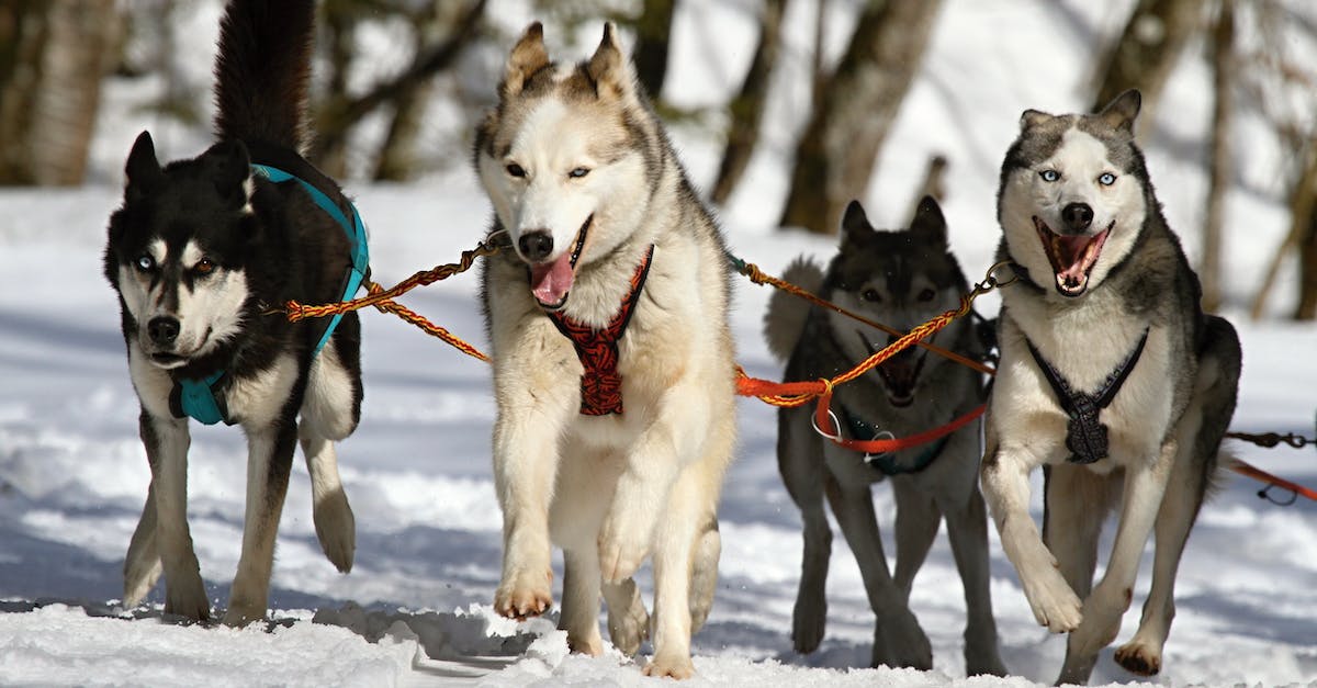 Are dogs allowed on the Trans-Siberian railway? - Huskeys Driving Sled Through White Snow