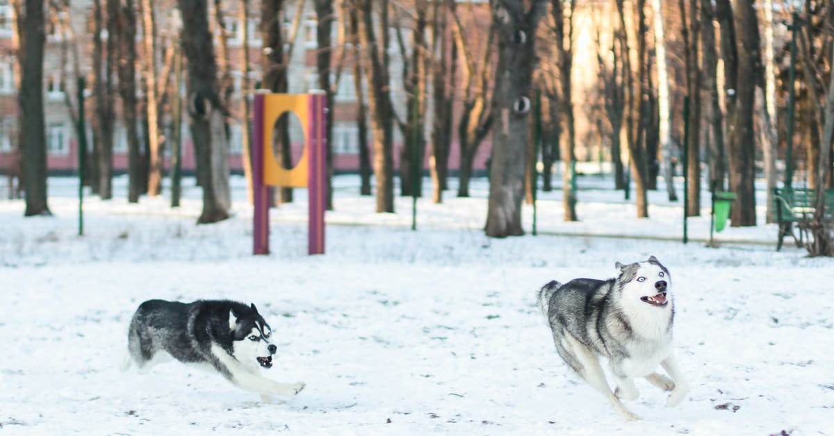 Are dogs allowed on the Trans-Siberian railway? - Two Siberian Husky Running In Snowy Park