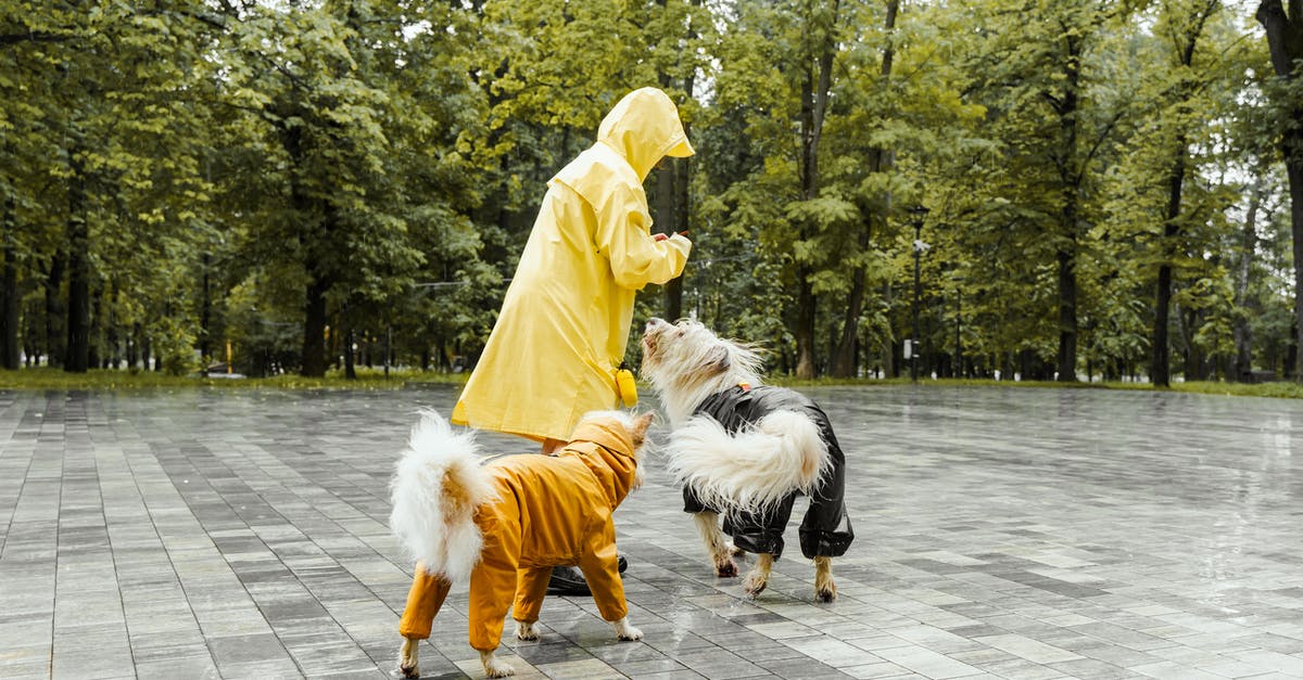 Are dogs permitted on trains in Netherlands? - A Person and Dogs Wearing Raincoat Playing on the Park