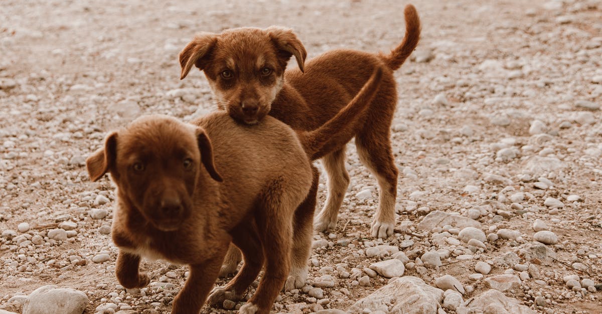 Are dogs permitted on trains in Netherlands? - Brown Short Coated Puppy on Gray Sand