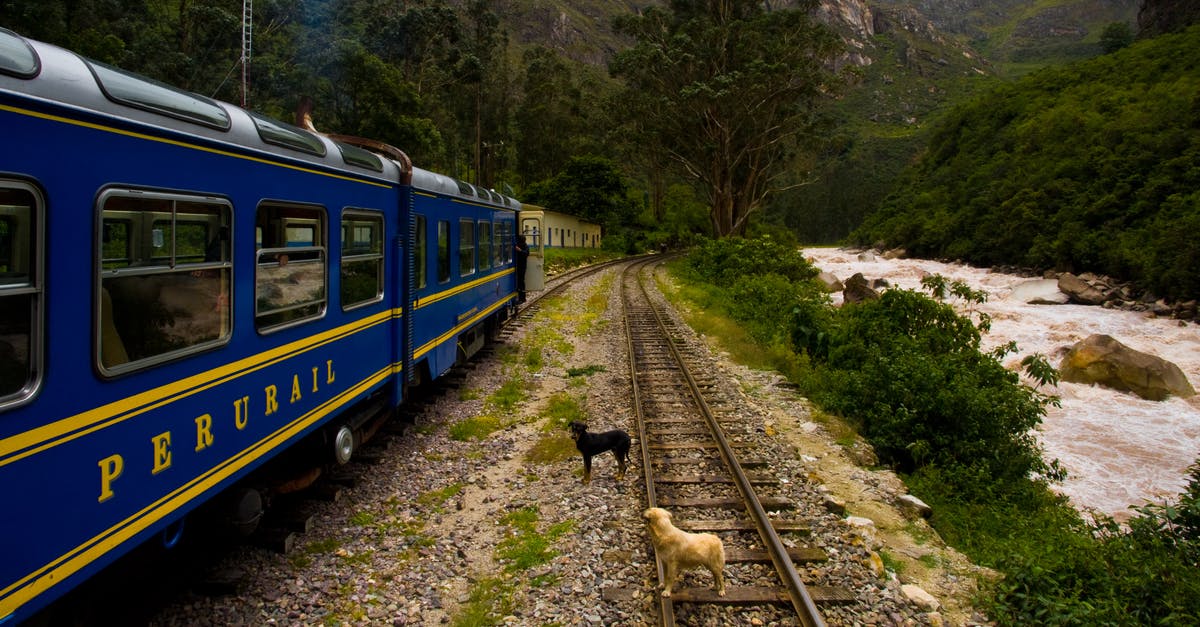 Are dogs permitted on trains in Netherlands? - Blue and Yellow Train on Rail Tracks