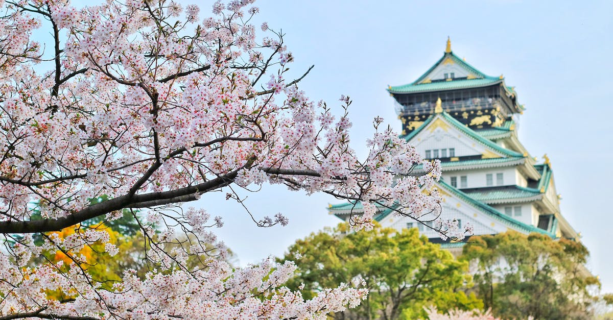 Are most flights to Japan staffed by hosts with good Japanese? - Close Up Photography of Cherry Blossom Tree