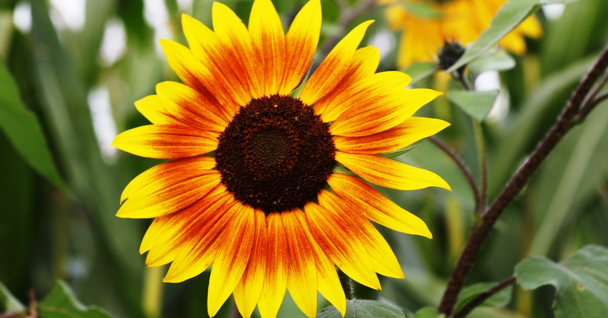 Are sunflower seeds popular in North Indian food? - Sunflower during Daytime