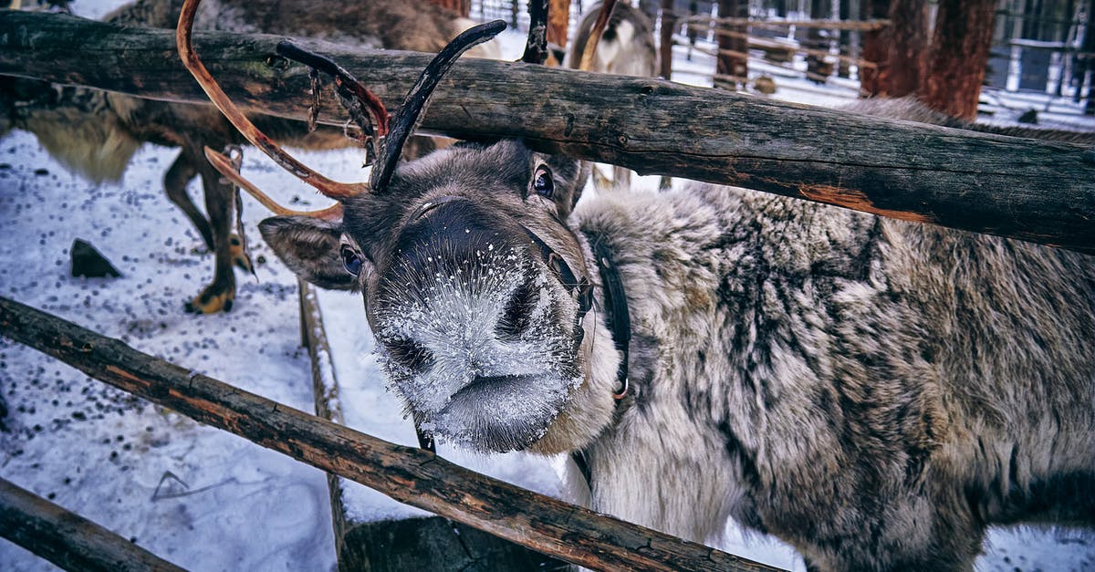 Are the Finnish and Udmurt languages mutually intelligible? - White and Black Animal on Brown Wooden Fence