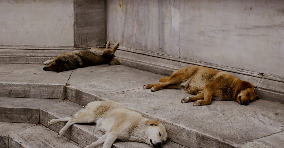 Are there age restrictions to stay in some hostels? - Stray Dogs Lying Down on the Steps