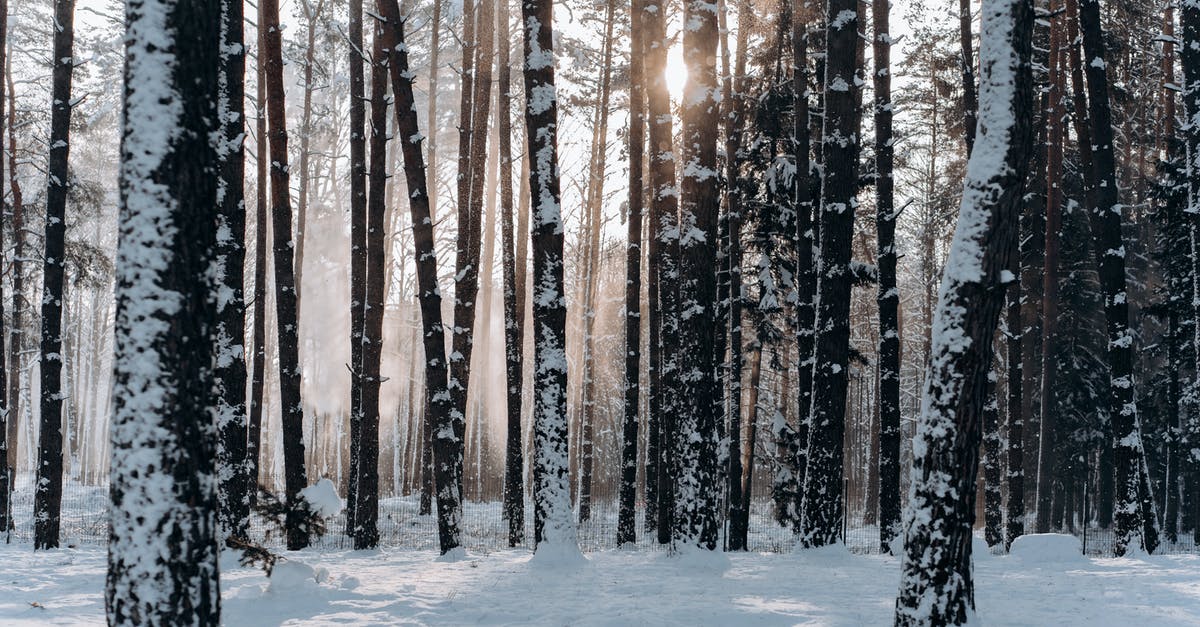 Are there alternatives to the ranger cabins in Algonquin Park? - Woods Covered With Snow