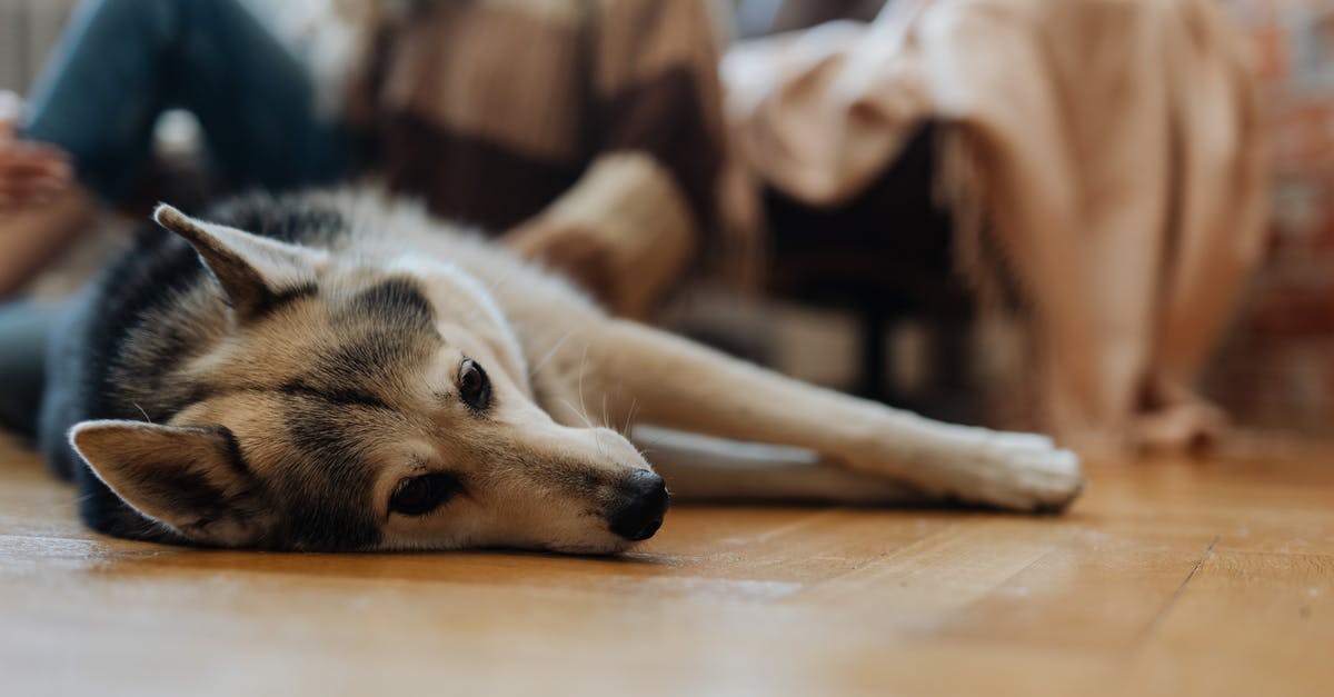 Are there any big junkyards near Indianapolis? - Brown and Black Dog Lying on Floor