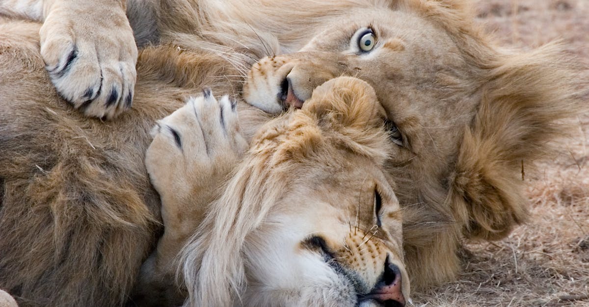 Are there any big junkyards near Indianapolis? - Two Brown Lions Lying on Grass