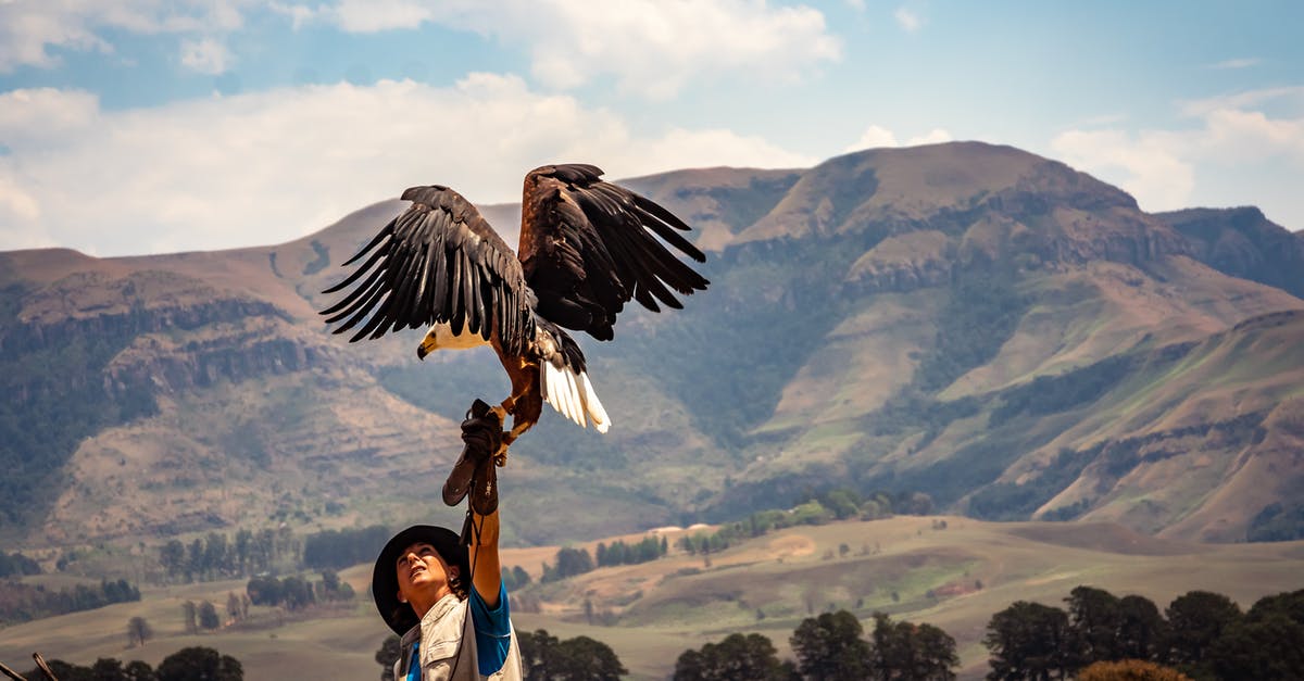 Are there any child-free flight options? - Black and White Eagle Near Man