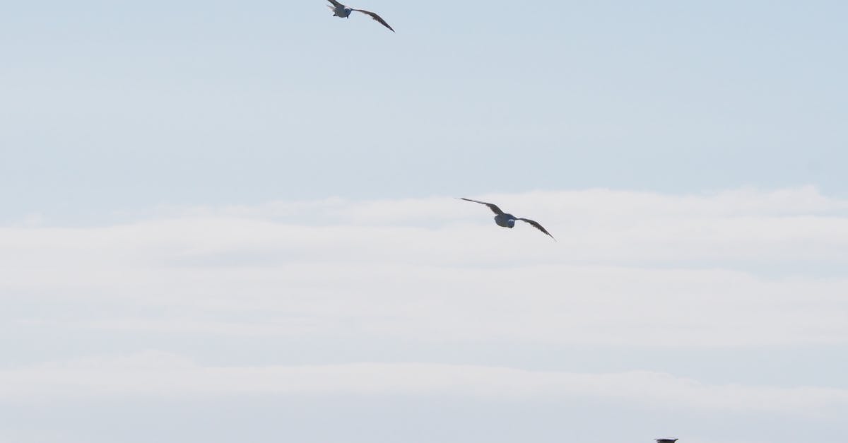 Are there any child-free flight options? - Three Birds Flying Under Blue Sky at Daytime