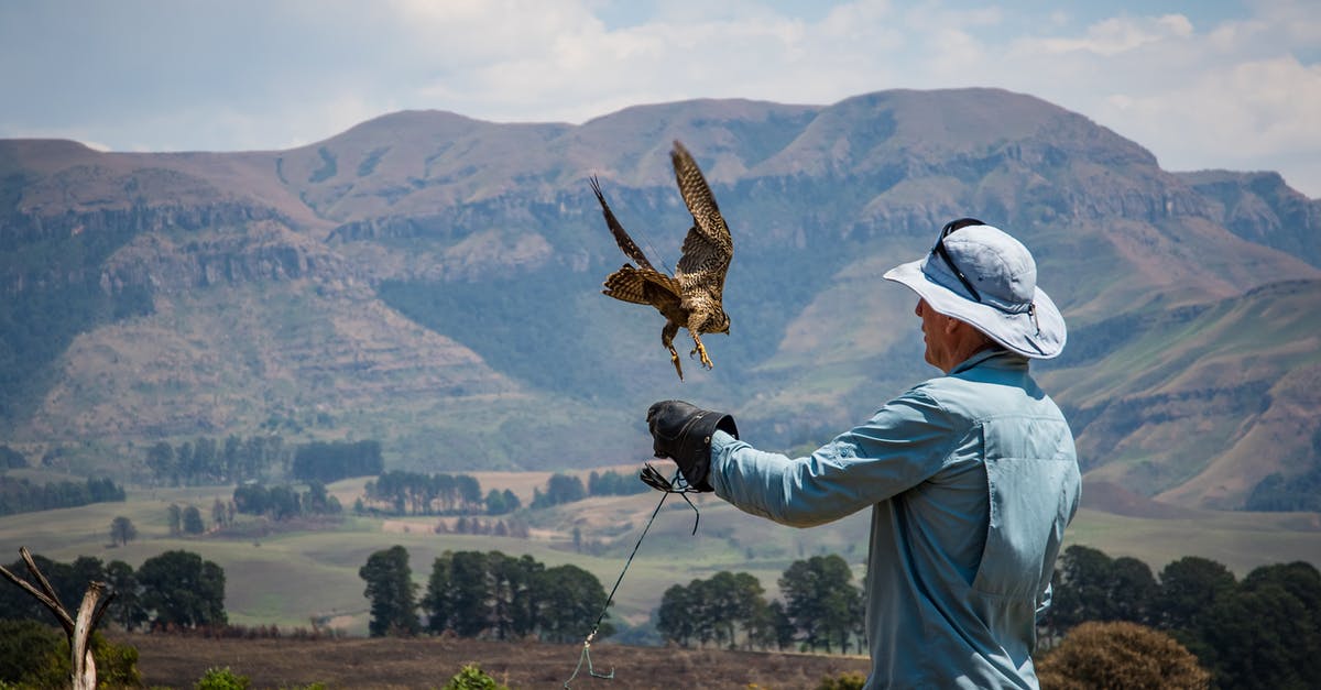 Are there any child-free flight options? - Man Standing Beside Flying Bird