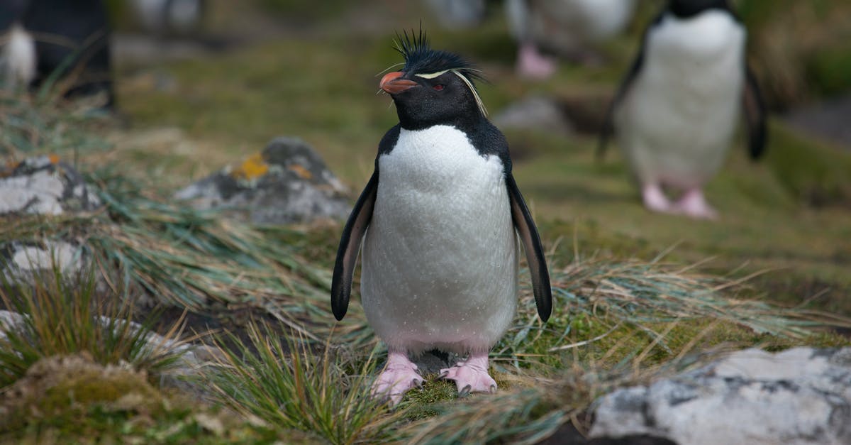 Are there any do-it-yourself penguin sighting tours on Phillip Island, Australia? - Black And White Penguin